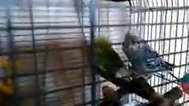 Сомики Анциструсы и другие животные.Обзор