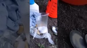 Омоложения роз содой проверка?