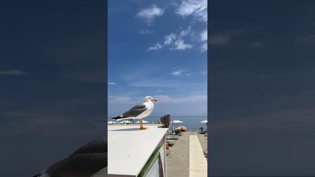 Наглая Чайка на пляже в Лайгуэлья #Shorts смотреть онлайн