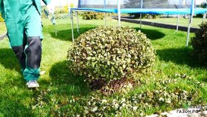 Стрижка кустарников