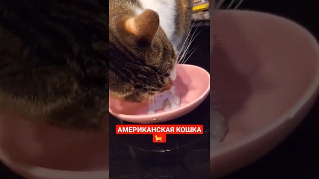 Американская Кошка ? #кошка #жизньвсша #еда #коты #шортс