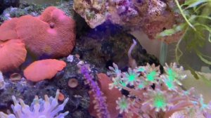 Маленький морской аквариум 30 литров. Что нового?