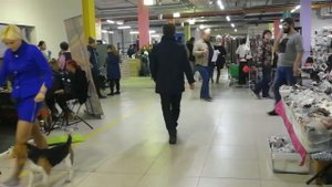 Английский кокер спаниель Klinton. Социализация щенка на выставке в Чайна Таун. 17 ноября 2018 года