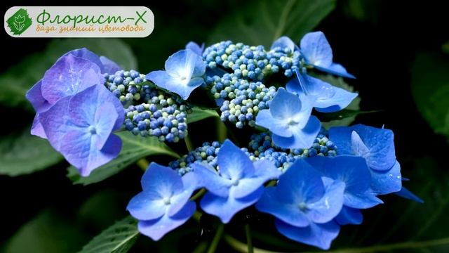 ? Обрезка гортензии и размножение черенками смотреть онлайн