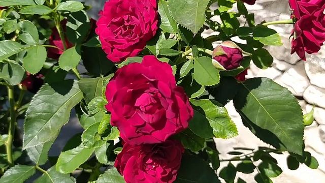 РОЗА ОМАЖ а БАРБАРА//Rosa Hommage a Barbara смотреть онлайн