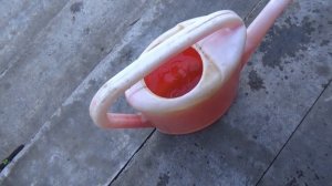 Как и чем я подкармливаю пионы.