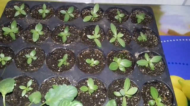 ВИОЛА.КАК ВЫРАСТИТЬ ПЫШНЫЕ КУСТИКИ РАССАДЫ ВИОЛЫ. ЭУСТОМА ПОШЛА В РОСТ. смотреть онлайн