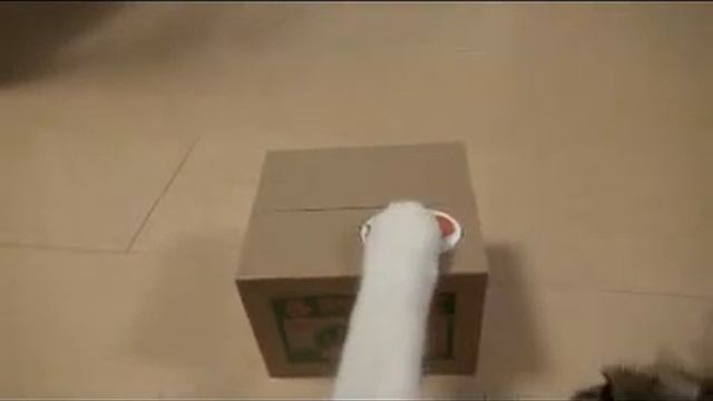 Обманули котишку