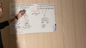 Энергетический обмен Часть 1.Понятие Метаболизм , Окислительное декарбоксилирование пирувата.