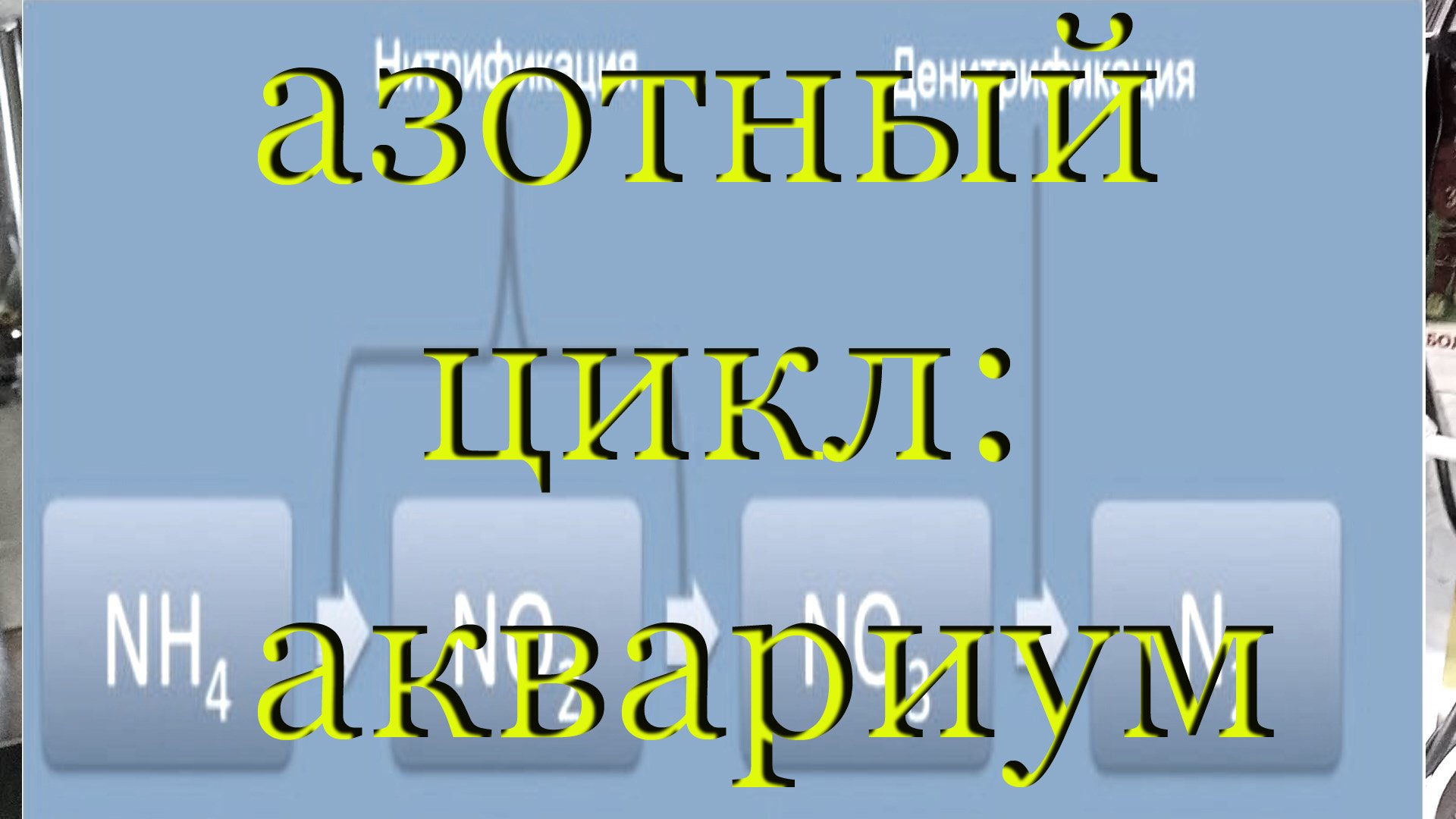 #Азотный цикл в креветочнике, аквариуме простыми словами: #запуск нового аквариума, креветочника.