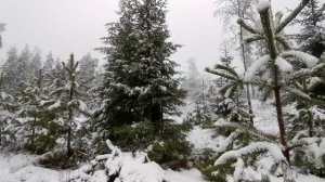 Merry Christmas. Елка на Рождество