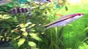 #аквариум с барбусами