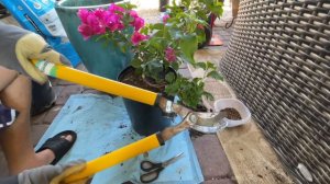 How to repot or plant Bougainvillea without disturbing the roots 🌿😎