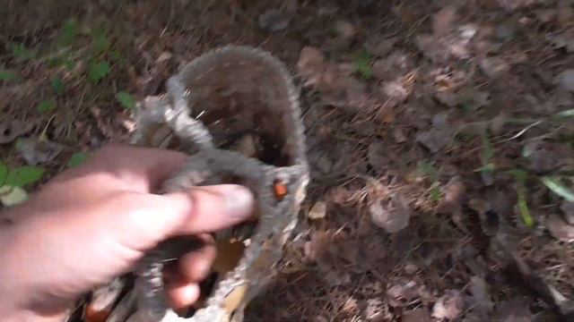 Вот это ГРИБОВ! Просто КОСИЛИ ПОДОСИНОВИКИ! Взяли с собой БАБУШКУ! смотреть онлайн