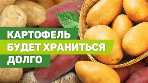 ВЫКАПЫВАЕМ И ХРАНИМ КАРТОФЕЛЬ. Советы опытного агронома