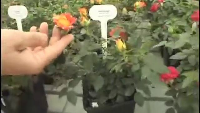 Spring Trials - Greenheart Farms Roses