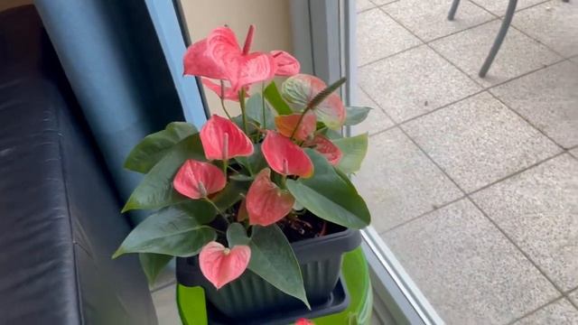 Антуриум новинка в коллекции. Почему у Антуриума мелкий цветок?