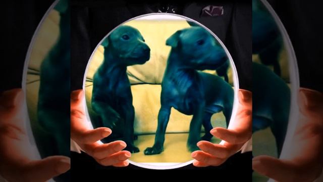 Изабелла - левретка 😙 😙 😙 смотреть онлайн