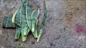 Snake Plant Propagation in Water and Soil by Leaf Cuttings (Sansevieria)