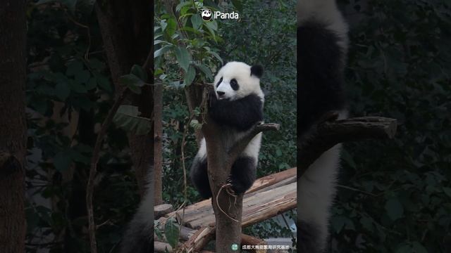 Can You Imagine How Active Giant Pandas Are During Their Childhood?  | iPanda #shorts