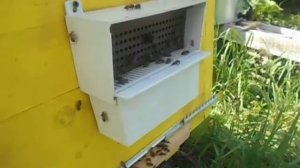 Сбор пыльцы 2015