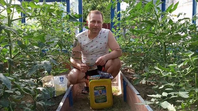 Подкормка и обработка томатов в июне