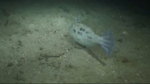 Sony HDR-HC1 Little Manly