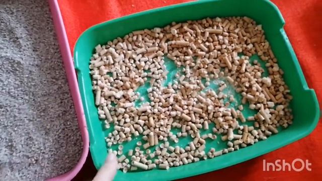 Как быстро приучить котёнка к лотку. Из личного опыта. Котоведение для чайников. Лайфхак