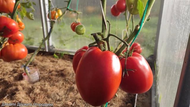 Томат Польская слива тетушки Сварло. Гигант в теплице ! #помидор #томат #сорт #семена смотреть онлайн