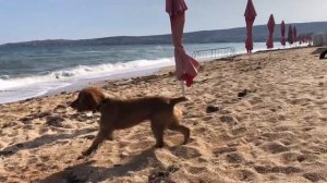 Черноморская набережная в Феодосии. Крым в октябре, купаемся!!!