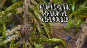 Размножение и развитие сенокосцев. Фауна Беларуси / Микропланета