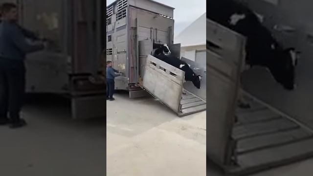 Поставка нетелей голштина в Республику Казахстан (Восточно-Казахстанская область)