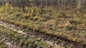 Как я вырвал зайца у судьбы зубами или охота с гончими пошла не по плану!