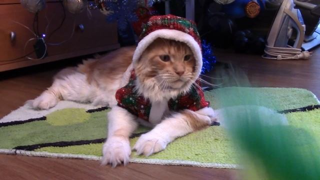 Новогоднее поздравление Мейн кун и сноу шу смотреть онлайн