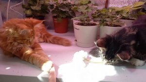 Герань и котята, как ведут себя котята с цветами дома