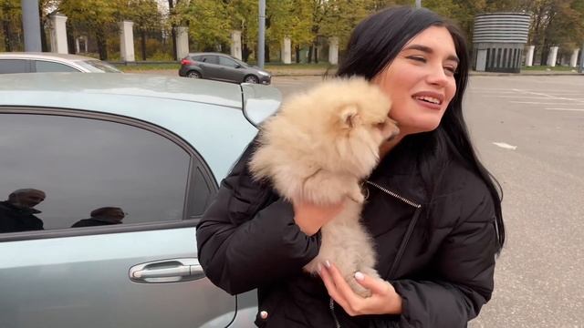 КУПИЛИ ПОМЕРАНСКОГО ШПИЦА