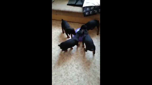 Щенки Добермана смотреть онлайн