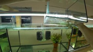 Переселение скалярий. Больные гуппи