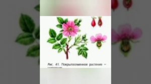 БИОЛОГИЯ, 5-6 КЛАСС, ПАСЕЧНИК, ПАРАГРАФ 17, СЕМЕННЫЕ РАСТЕНИЯ, МНОГООБРАЗИЕ ОРГАНИЗМОВ