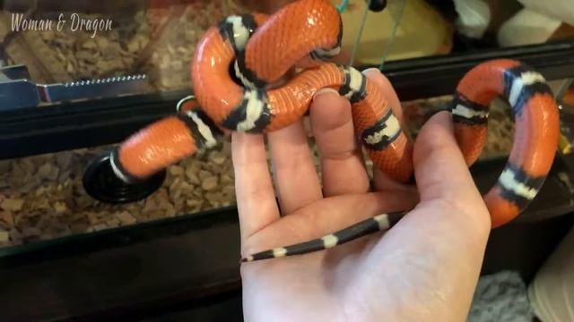 Молочная змея Лигейя полиняла и подросла! Новости из Змеиного Царства. смотреть онлайн