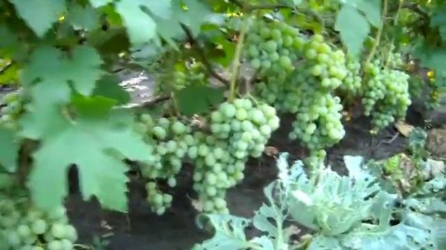Виноград, сорт Талисман