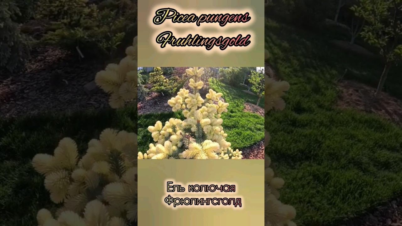 Редкие хвойныеPicea pungens FruhlingsgoldЕль колючая Фрюлингсголд #сад #garden