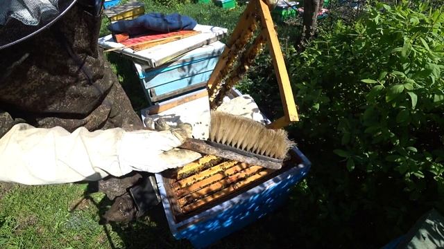 СБОР МАТОЧНОГО МОЛОЧКА НА ПАСЕКЕ, ФАСОВКА В ШПРИЦЫ смотреть онлайн