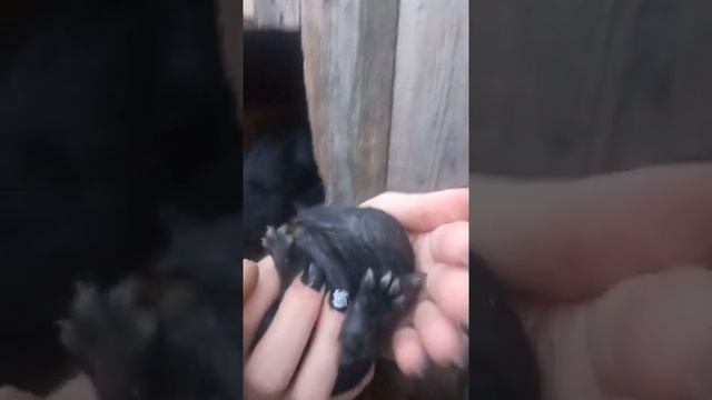 маленький ушастик, домашние животные, домашний быт