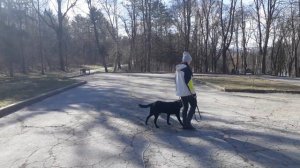 Дрессировка,  выдержка Энтлебухер Зенненхунд Арья