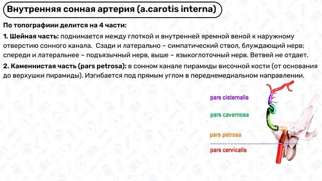 СОННАЯ АРТЕРИЯ анатомия: внутренняя сонная артерия, общая сонная артерия, артерии головы, виллизиев смотреть онлайн
