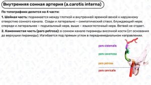 СОННАЯ АРТЕРИЯ анатомия: внутренняя сонная артерия, общая сонная артерия, артерии головы, виллизиев