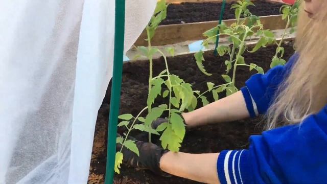 Сажаем рассаду томатов на грядку. Доделали грядки, посадили морковь, лук, свеклу, зелень. смотреть онлайн