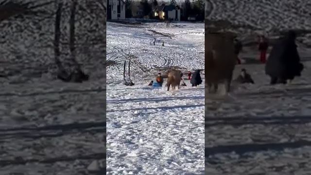 На горнолыжном курорте "Златибор" (Сербия) свинья прибежала поиграть с детьми.