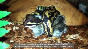 Python regius eats hamster/ Питон региус ест хомяка